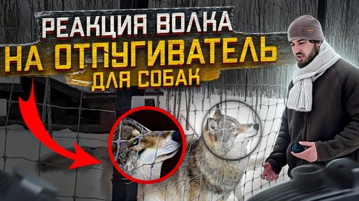 Впервые❗️эксперимент‼️Отпугиватель для Собак, испытываем на ВОЛКАХ 🐺