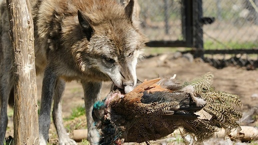 Самый дорогой обед 🦚 для ВОЛКОВ 🐺 The most expensive lunch, for WOLVES ‼️