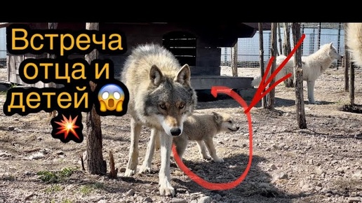 Долгожданная встреча волчат с родным Отцом 🐺😱 принял ли в семью (стаю)⁉️