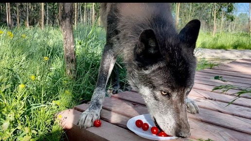 Канадский ВОЛК и помидоры 🍅 Черри ‼️ ЖЕСТКИЕ ДРАКИ молодых гибридов волка 🐺