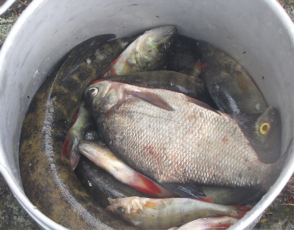 Приходит осенняя пора, а вместе с ней – тёмные ночи. Для хорошего рыбака-доночника это самый настоящий рай. Рыба становится более активна с приходом осенних деньков. Судак начинает по ночам выходить ближе к берегу. А лещ, который клюёт на фидер и донку, становится намного крупнее. И уже с приходом холодных октябрьских дней начинает брать осенний деликатес – налим.