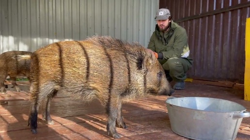 Диких Кабанов пересадил в новый вольер‼️Парк северных Волков 🐺