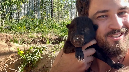 Перезалив в 4К 🐺 ПОЛЕЗ К ВОЛКАМ В ЛОГОВО 😱 Впервые за 8 лет в парке Волков.