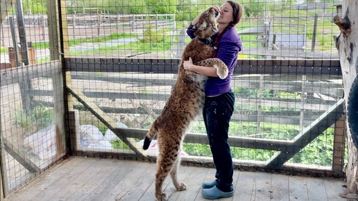 Самая крупная Рысь в МИРЕ живет в Санкт-Петербурге ‼️😱 The largest lynx in the world 🌎