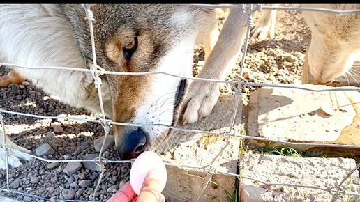 День ЯИЦ 🥚 в парке ВОЛКОВ 🐺 Великан Йетти играется с маленькой волчицей ‼️