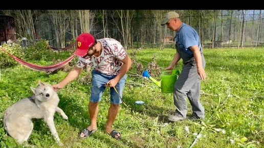 Новая Тайга принимает контрастный душ. Необыкновенные гости в Парке Волков. Ожог по неосторожности.