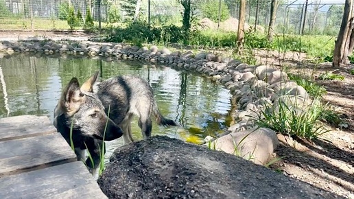 Волчонок СЕДЭЯХА ‼️РЕДКИЙ АНОМАЛЬНЫЙ ОКРАС. Парк Северных Волков 🐺