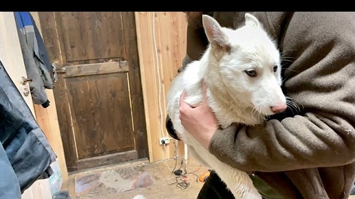 Гигантские Щенки ЗАПАДНОСИБИРСКОЙ ЛАЙКИ 😱 Контрольное взвешивание в ТРИ месяца.