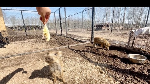 Убийцы ЦЫПЛЯТ ‼️😱 Дикие кабаны 🐗 Сьемки Волков с видеонаблюдения.