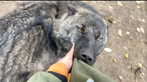 Чудище ЛЕСНОЕ 😱‼️ВОЛКИ В ДЕЛЕ ⁉️Арья забрала лейку, а Черника свитер.