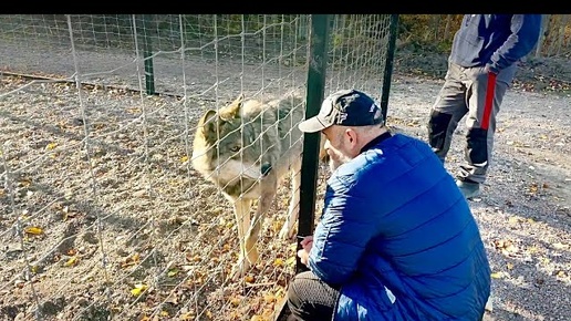 Волку Акеле стало плохо при виде ОТЦА. Счастья для волэндов, осенние АРБУЗЫ.