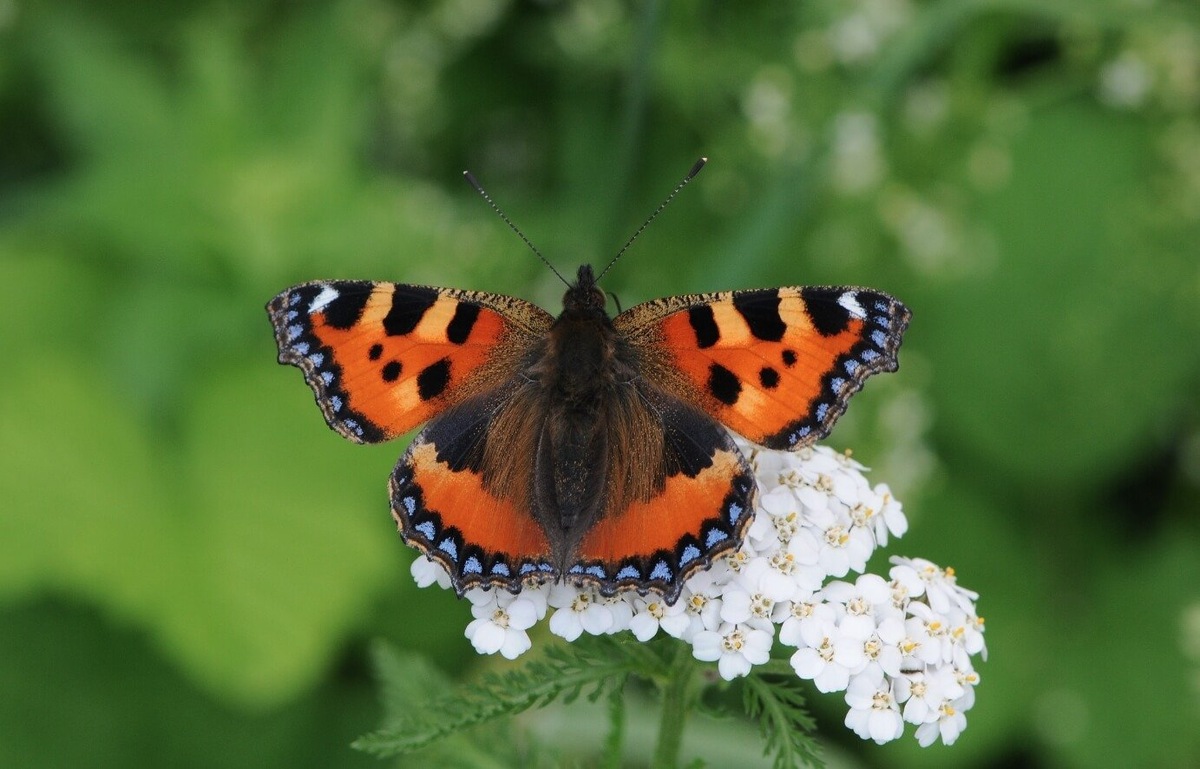    Всем хорошо знакомая бабочка-крапивница. Источник фотографии: wikimedia.org