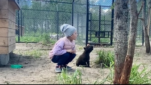 РЕДКИЕ КАДРЫ😱 ВОЙ ВОЛЧАТ ‼️Маленькое ЦАРСТВО диких спасенышей 🐺