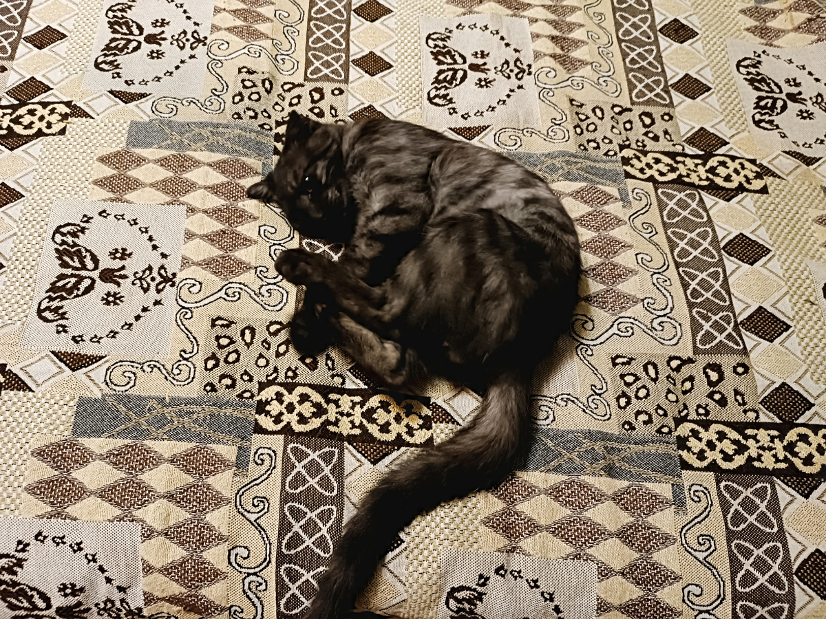 Играется с лапами