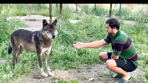 Человек и Волк 🐺, пытаюсь найти контакт ‼️ волки пьют молоко ⁉️Сюрприз в парке Волков.