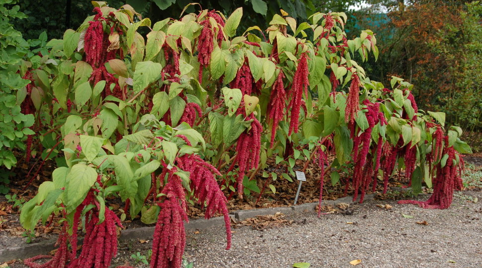 Забытые съедобные растения Древней Руси, или Чем питались наши предки-богатыри?