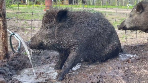 Жизнь диких Кабанов 🐗 в парке Волков 🐺‼️ ВПЕРВЫЕ, грязевые ванны 😱