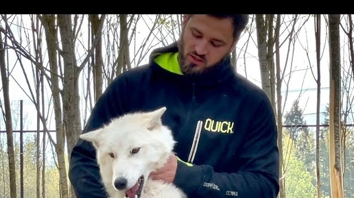 Гибрид Арктической Волчицы и Волэнда!!! Парк Северных Волков в САНКТ-ПЕТЕРБУРГЕ!!!