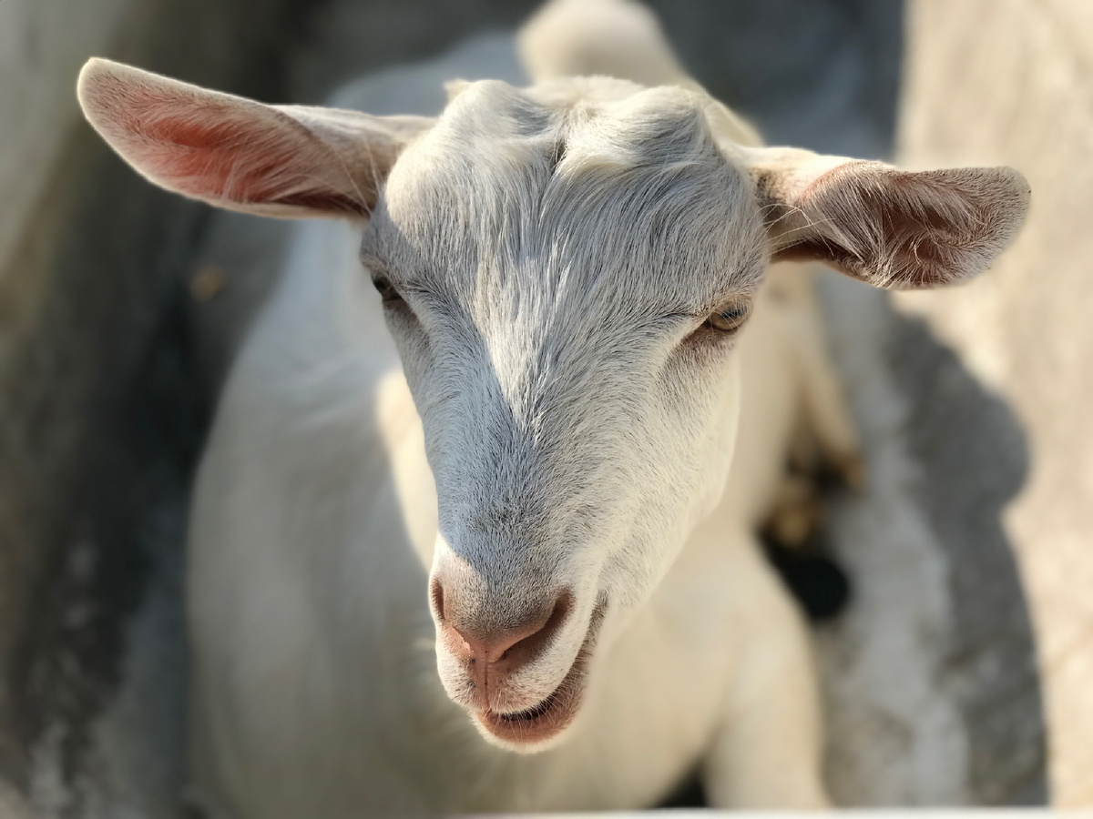 Отличия соматических и половых клеток таблица. Набор хромосом в соматических и половых клетках человека. Гаметы соматические клетки. Гаметы соматические клетки. Гаметы соматические клетки.