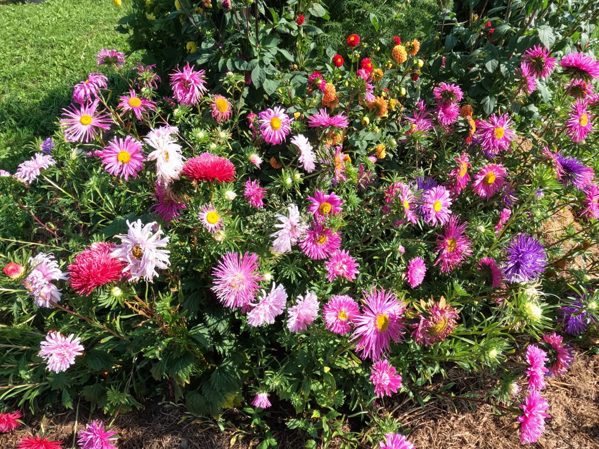 Конец августа у меня ассоциируется с астрами