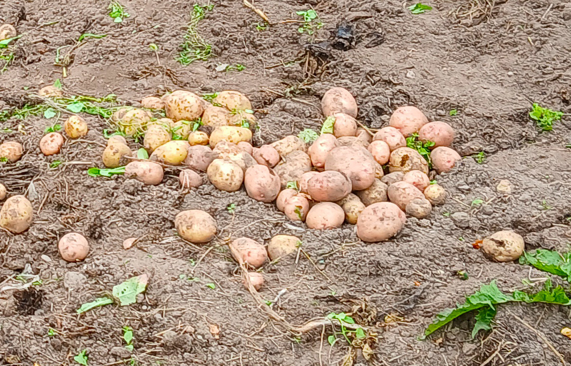 В целом картошка неплохая, но фитофтора. 