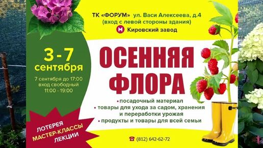 Ярмарка в Санкт-Петербурге 3-7 сентября. Какие сорта новинок взрослой крупнолистной гортензии повезу