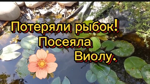 Потеряли рыбок. Посеяла Виолу. Делаю вино.Почти закончила штукатурить.