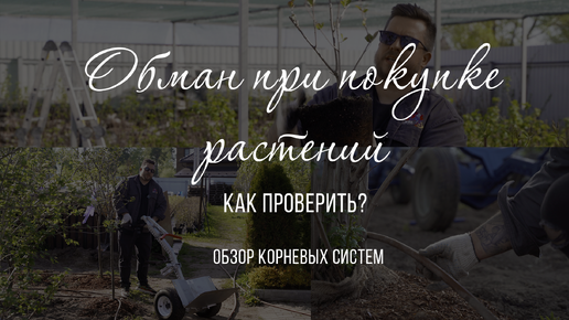 Закупка растений. Как нас обманывают? Открытая корневая система и закрытая. Отличия и как проверить?