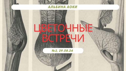 Встреча №2 о цветах/каплях Э. Баха, психологии, 12 архетипах человечества