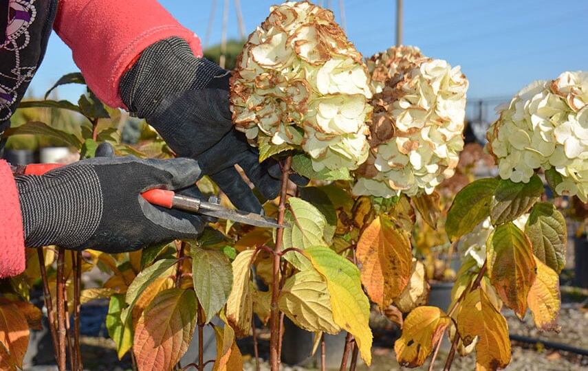 Универсальная обрезка гортензий осенью. Три простых схемы на выбор