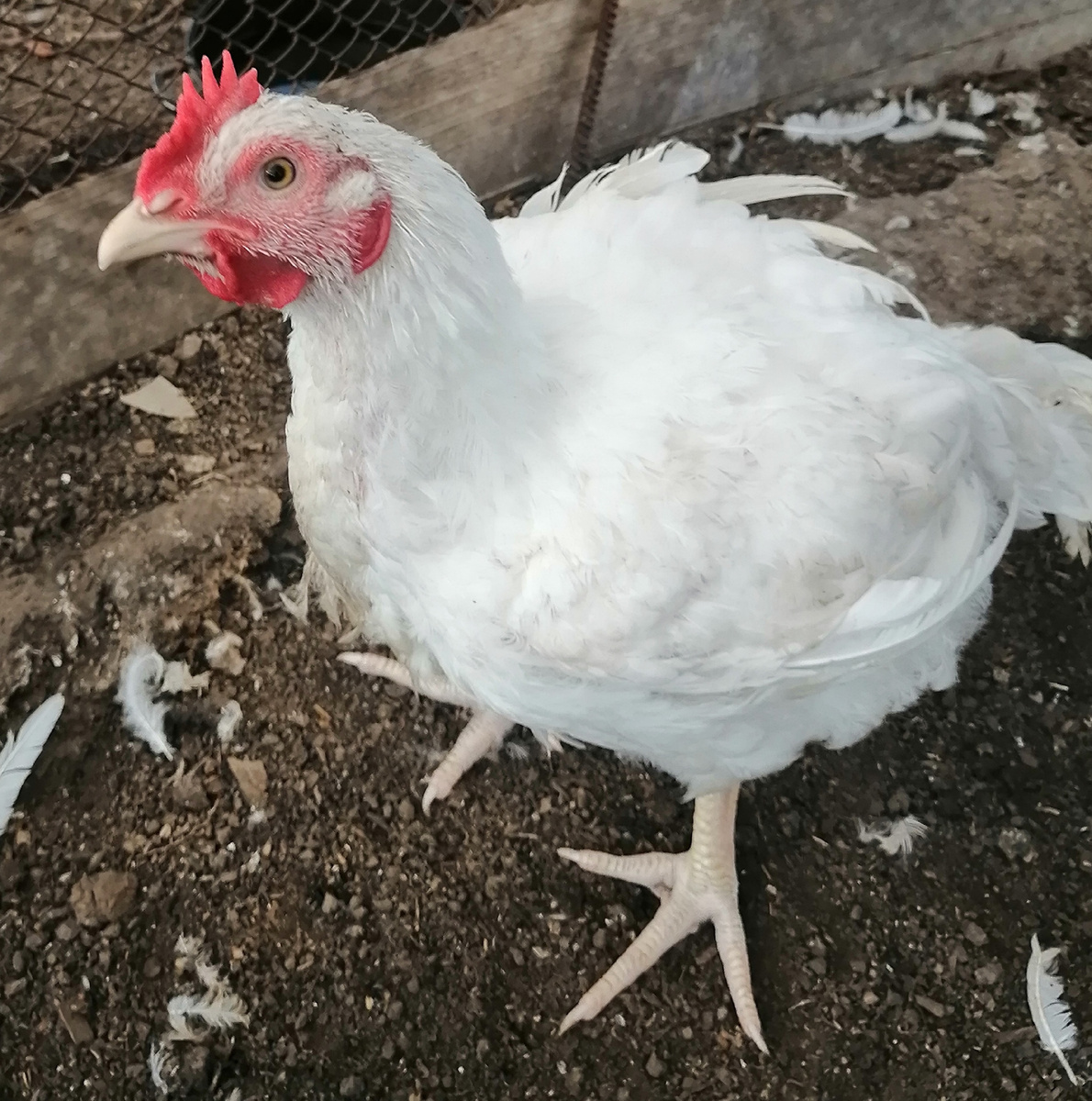 Петруха бройлер