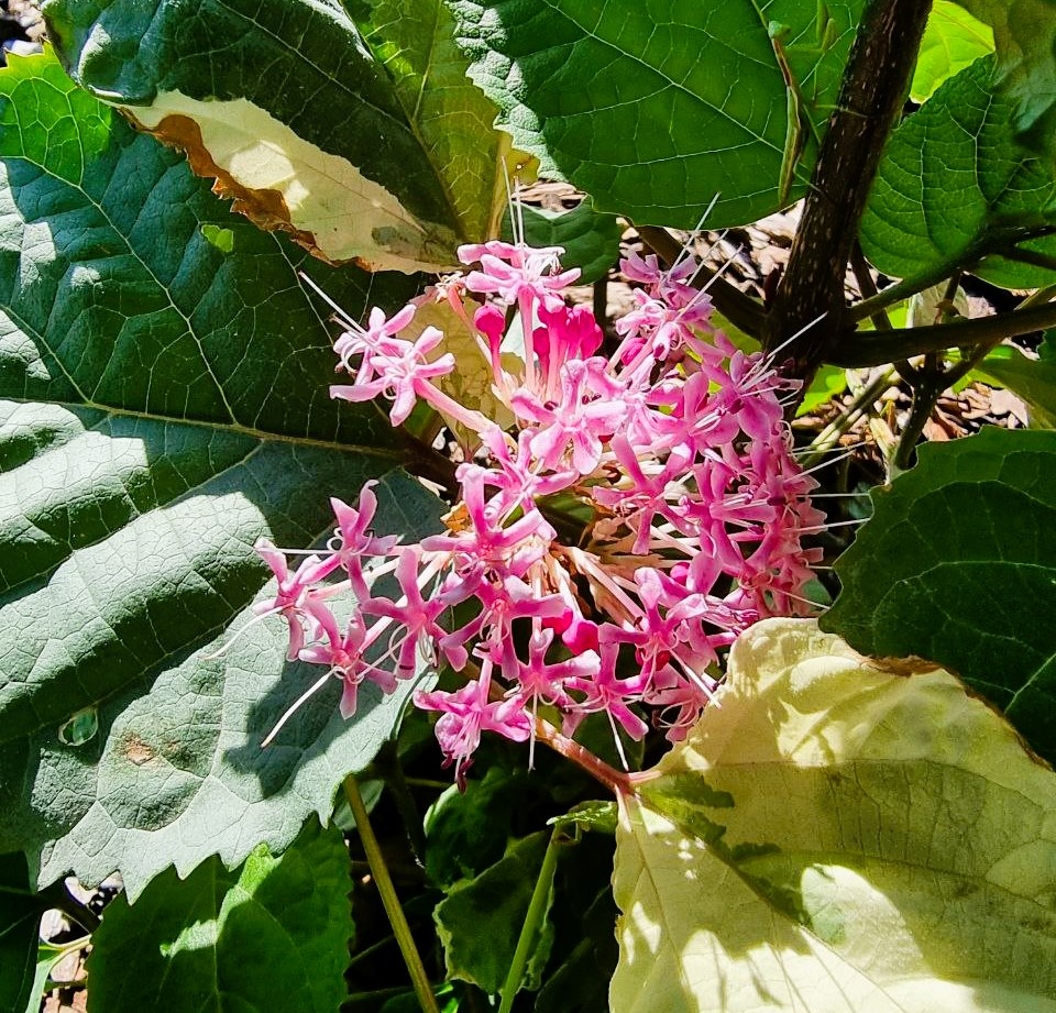 Clerodendrum bungei 'Pink Diamond' в моем саду. Анапа.