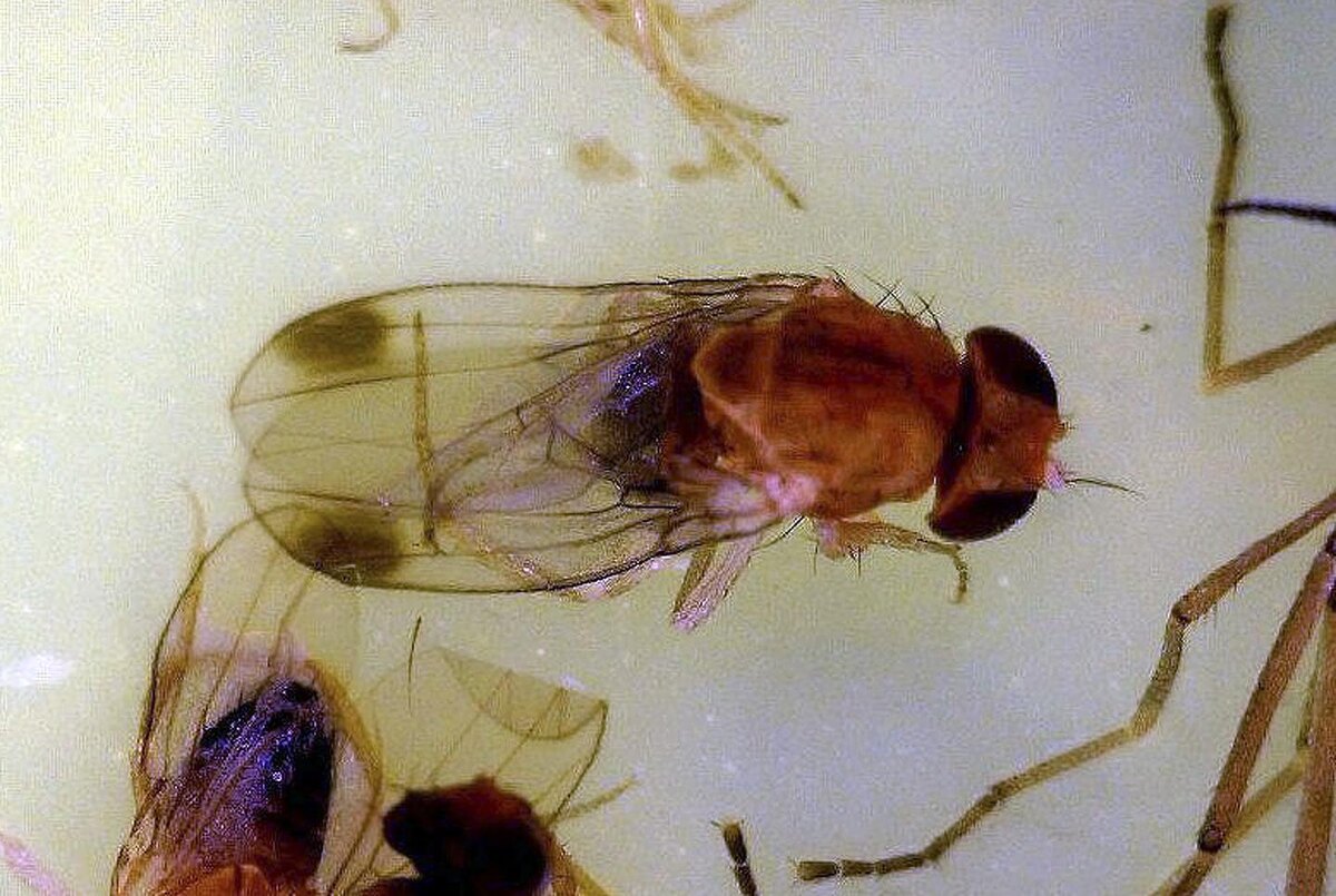 © realclearscience.com