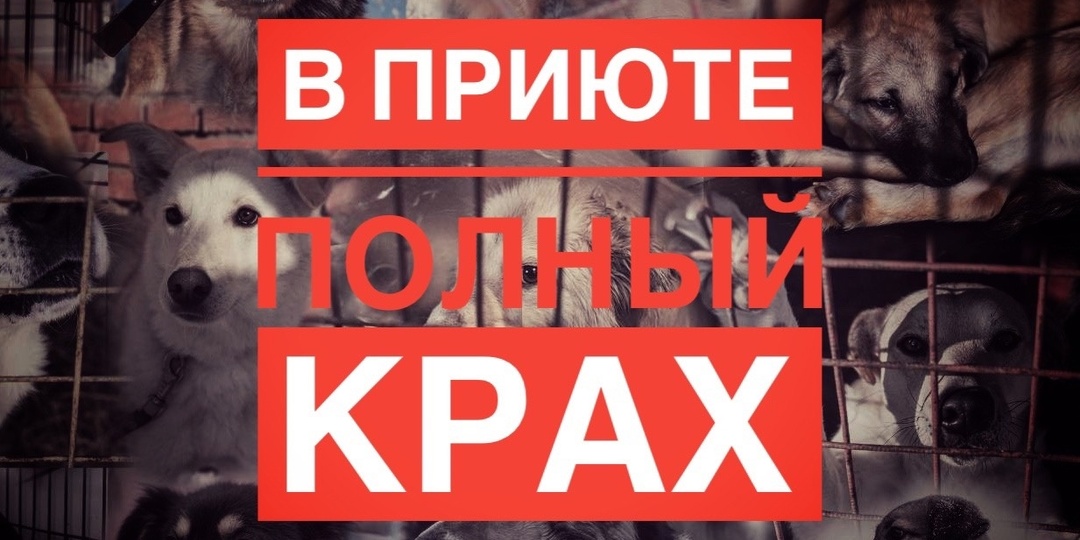 Сгинем с голоду, ещё чуть-чуть! ДЕНЬ СТОЛЬНИКА!