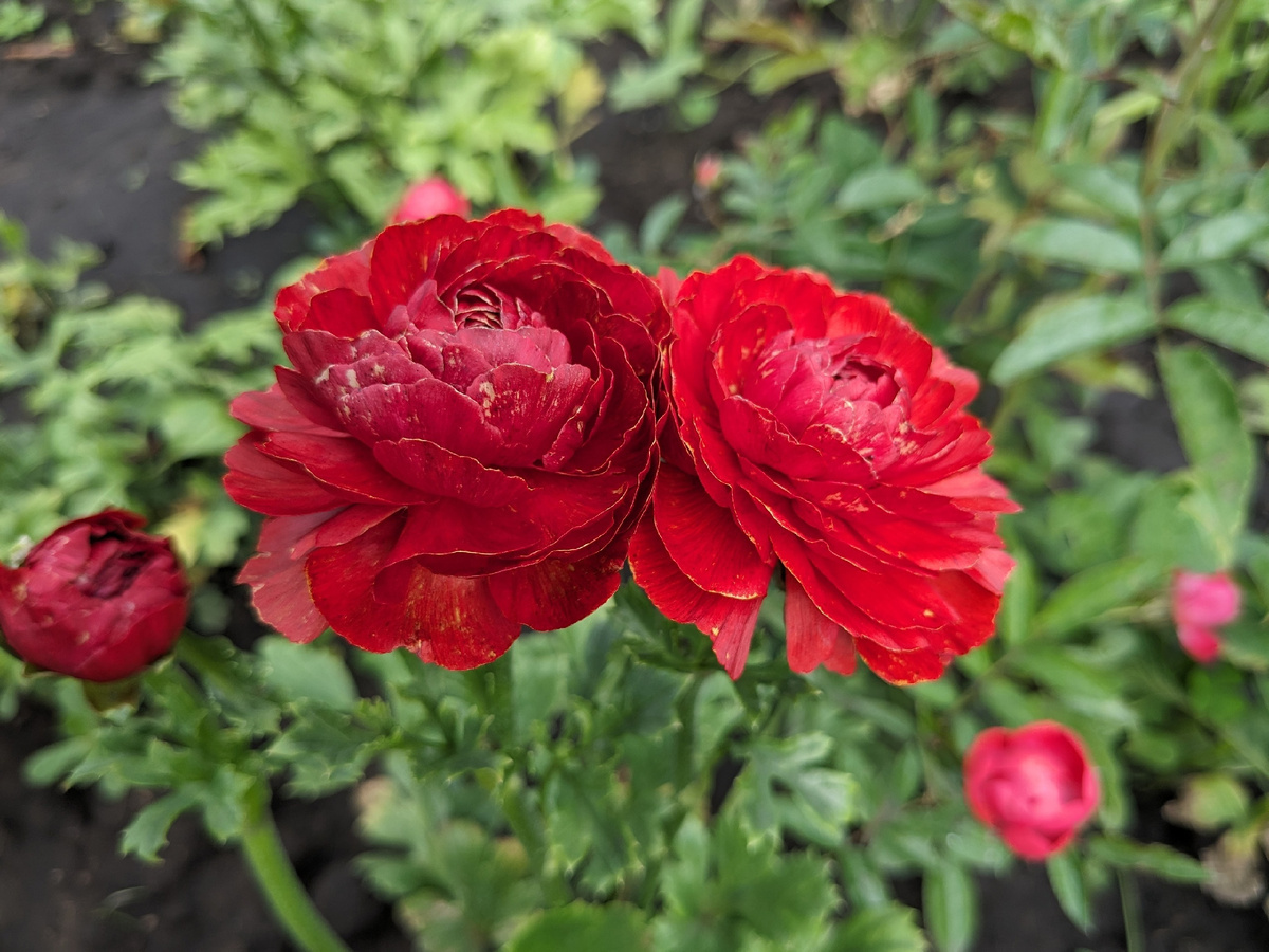 Ранункулюс Red