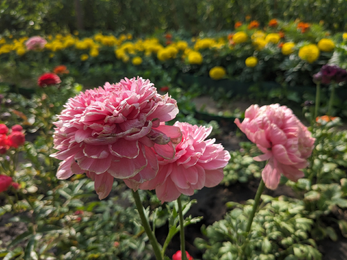 Ранункулюс Picotee Pink