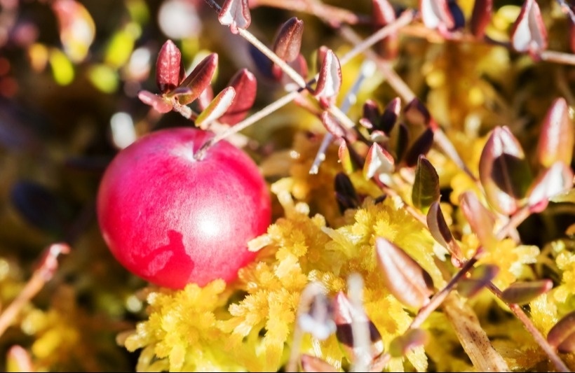 Клюква - известный природный антибиотик. Фотография © РИА Новости. Илья Тимин