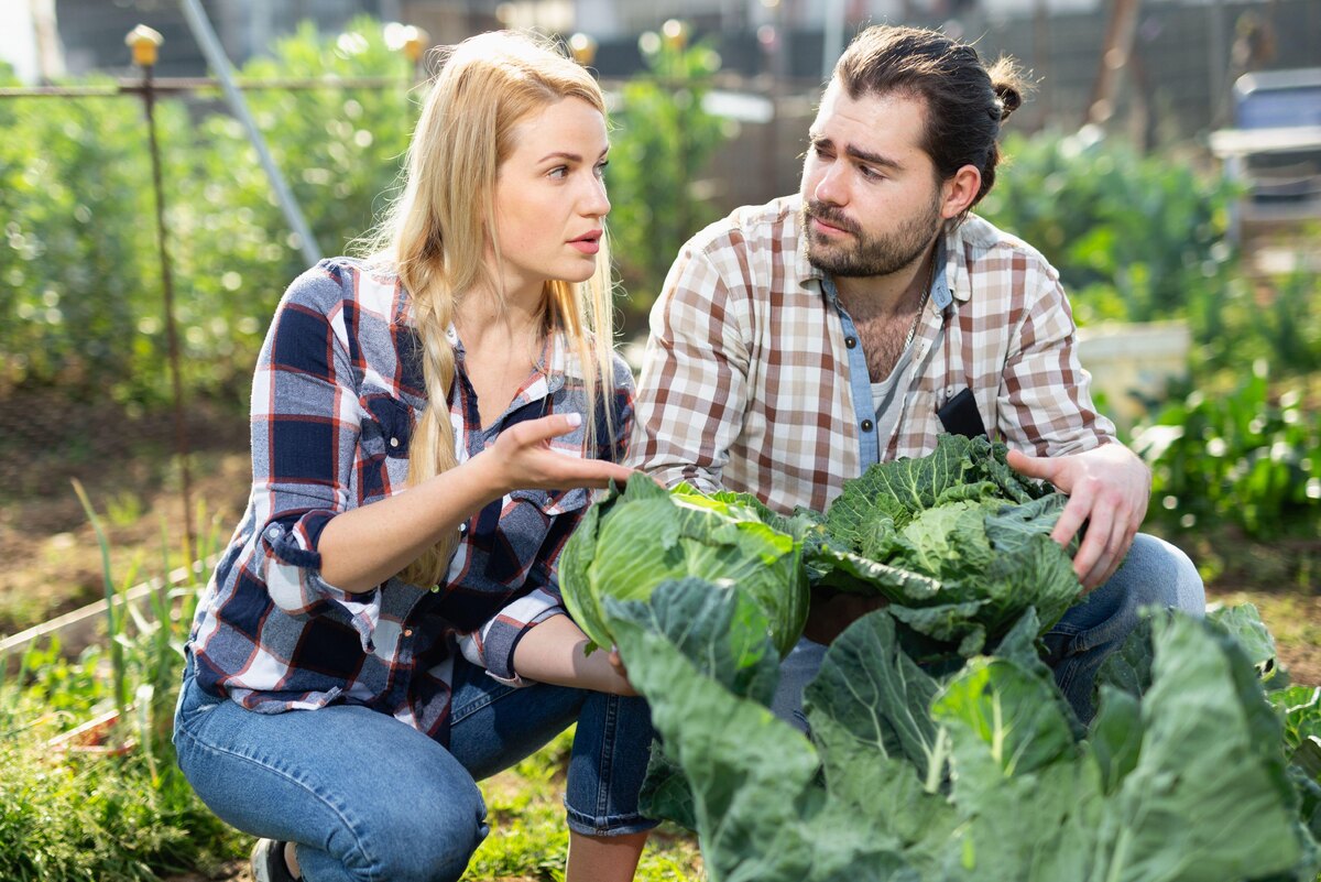     Почему трескаются кочаны капусты и как этого избежать