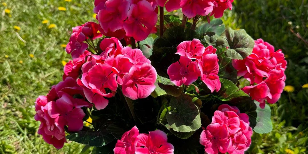 Красивые искусственные реалистичные герани