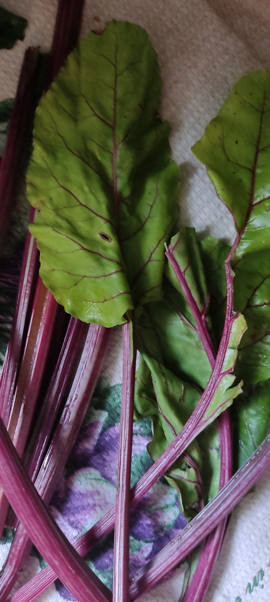 Фотка свекольной ботвы для обложки))