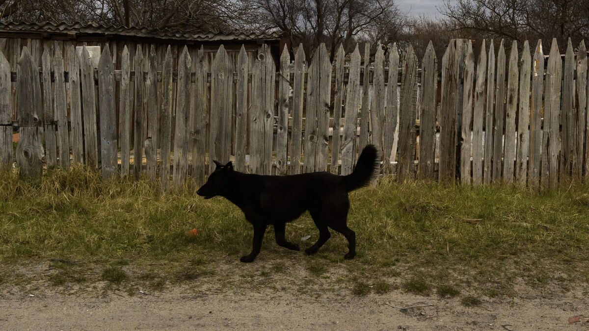    Бездомная собака© Global Look Press ∙ Dmitry Chasovitin