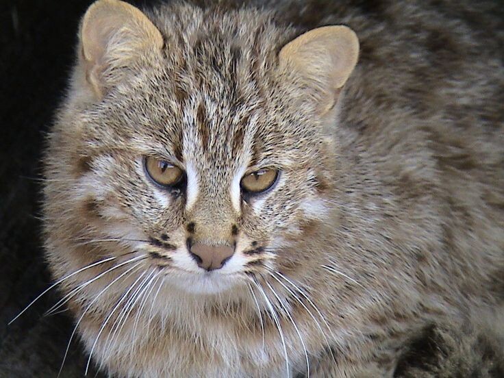 дальневосточный лесной кот