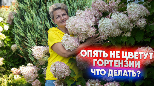 Опять не цветут гортензии что делать?