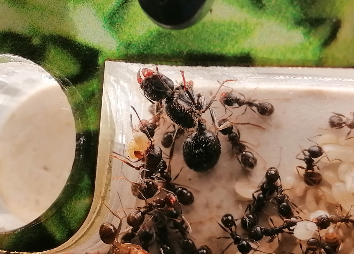 В семье Messor (жнецы) моногиния 