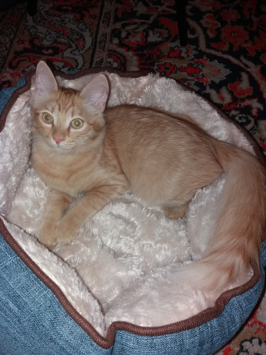 Коте что это такое. Коте что это такое