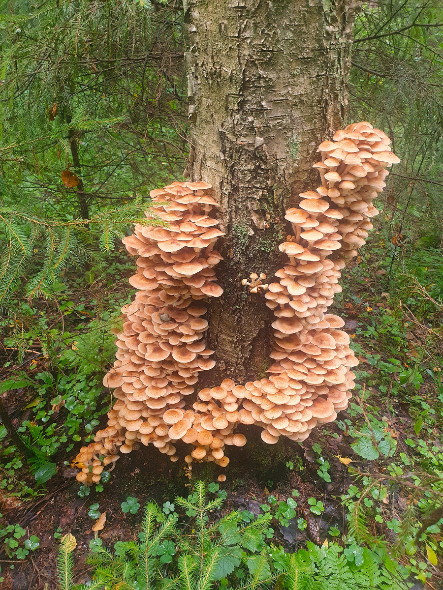 Опята, - весёлые ребята... Иллюстрация Автора