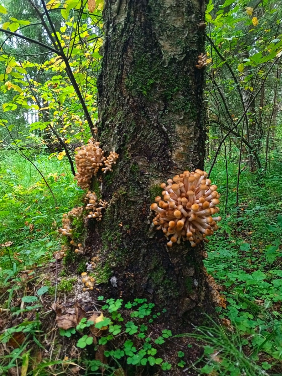 ..."Это был первый день "тихой охоты..."