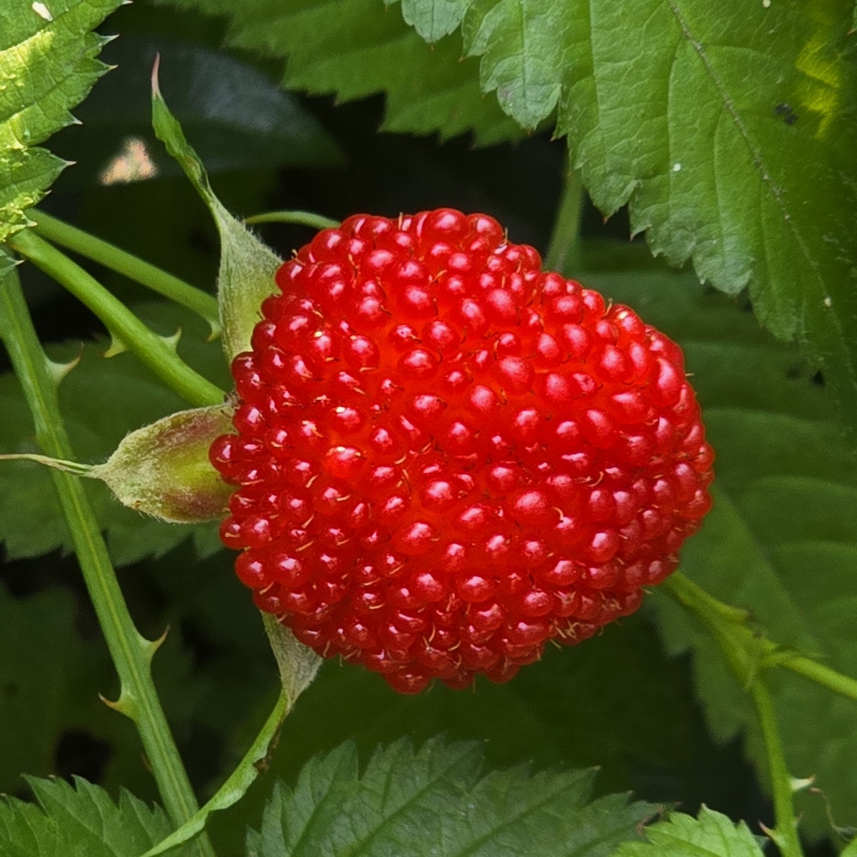 Малина соблазнительная (Rubus illecebrosus)