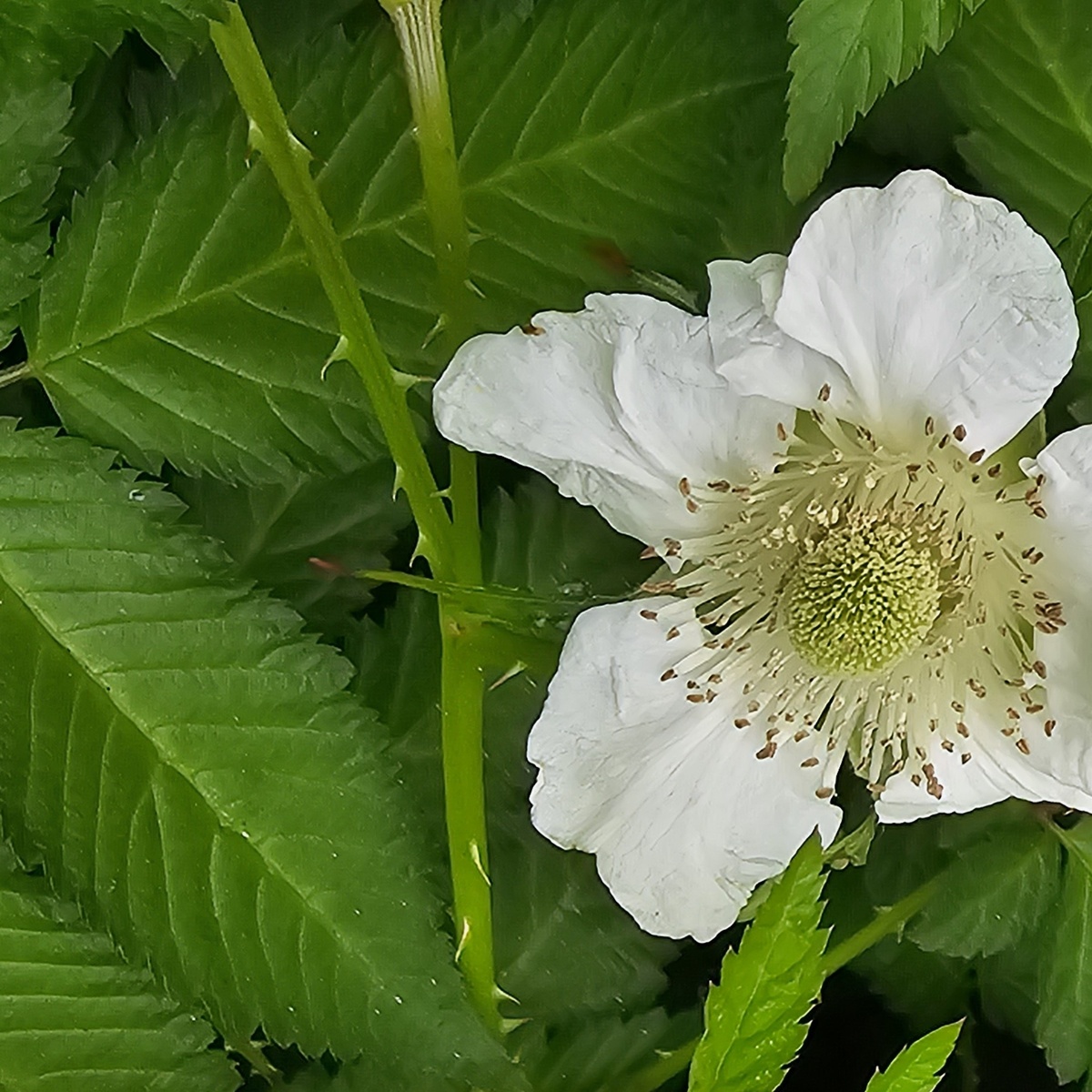Малина соблазнительная (Rubus illecebrosus)