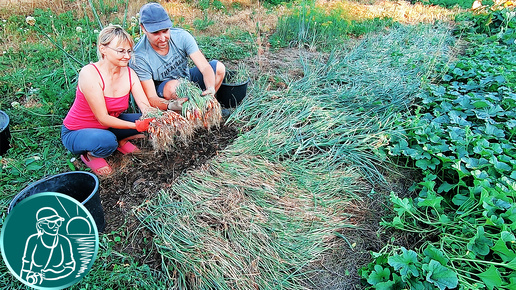 🧅 Когда убирать лук-севок с грядки на хранение 🌱 Уборка урожая лука по технологии Гордеевых